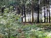 Jugendorchester im Kletterwald Thülsfelder Talsperre