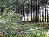 Jugendorchester im Kletterwald Th&uuml;lsfelder Talsperre